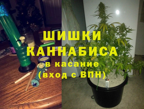 прущие грибы Алзамай